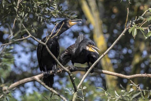 Wild Cormorants in nature — Stock Photo, Image