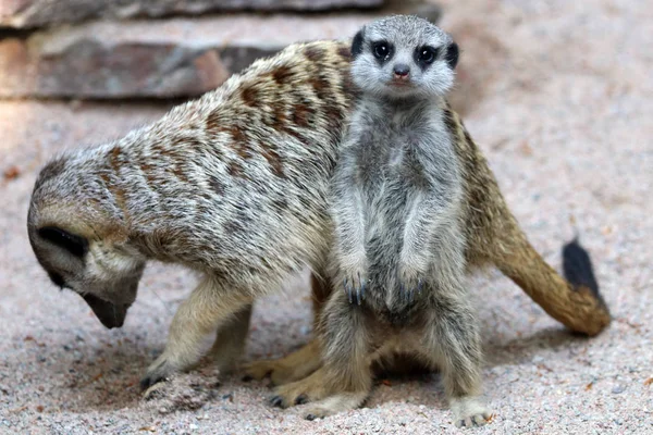 Wild Meerkats in nature — Stock Photo, Image