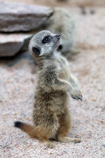 Meerkat salvaje en la naturaleza —  Fotos de Stock