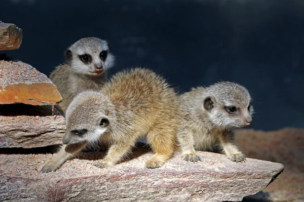 Suricates sauvages dans la nature — Photo