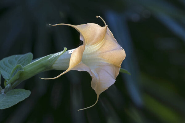 Цветок датура-Брюгмансия
