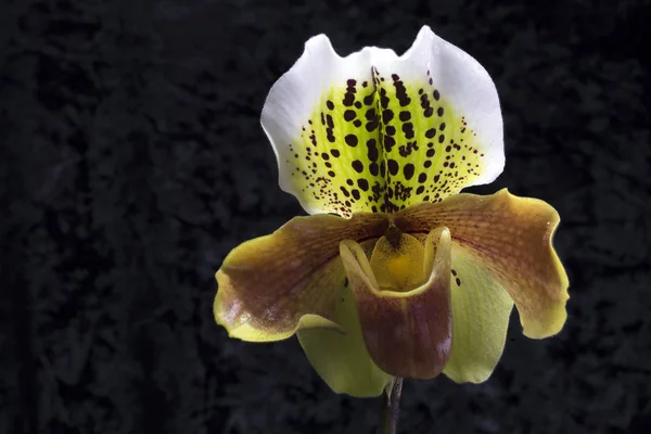 Beauty Paphiopedilum flower — Stock Photo, Image