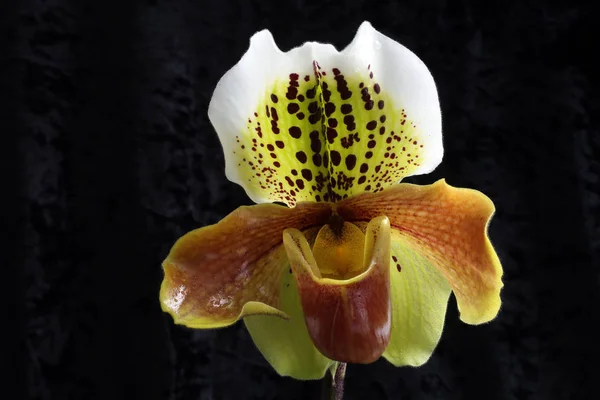 Beauty Paphiopedilum flower — Stock Photo, Image