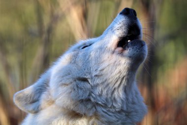 White wolf howling   clipart