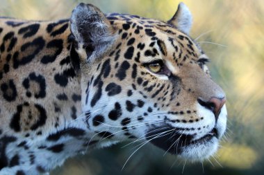 Hayvanat Bahçesi'nde yetişkin jaguar