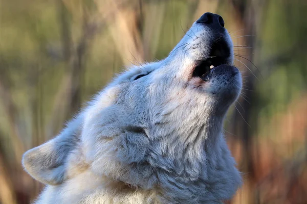 Witte wolf howling — Stockfoto