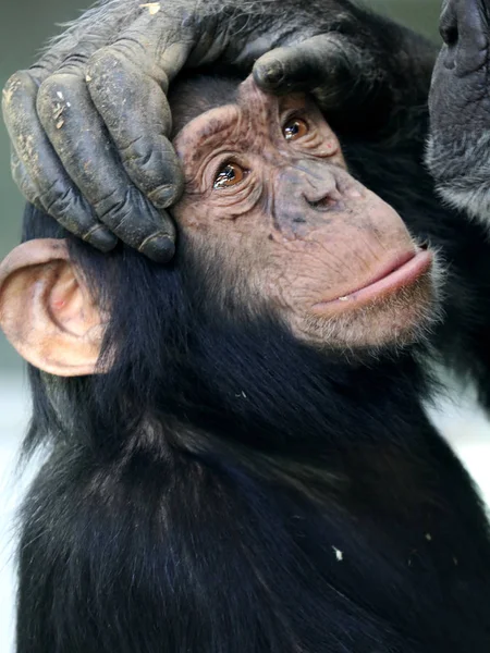 Schimpanse auf den Pfoten der Eltern — Stockfoto