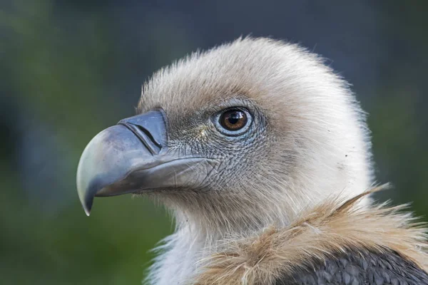 Big Vulture head — Stock Photo, Image