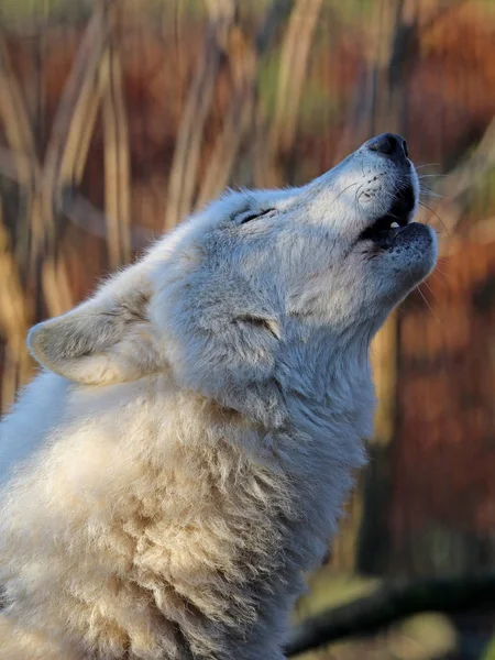 White wolf howling — Stock Photo, Image