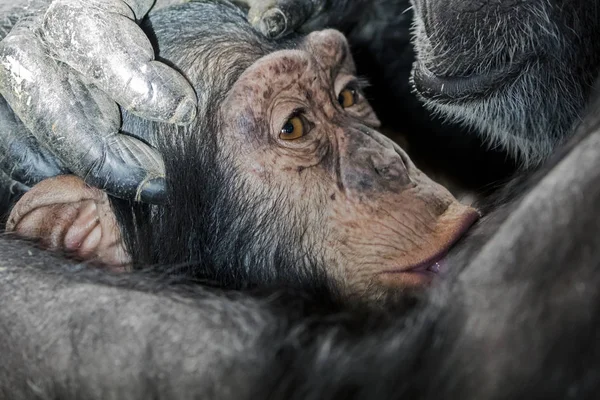 Szympans na nadrzędny łapy — Zdjęcie stockowe
