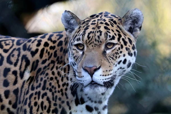 Ausgewachsene Jaguare im Zoo — Stockfoto