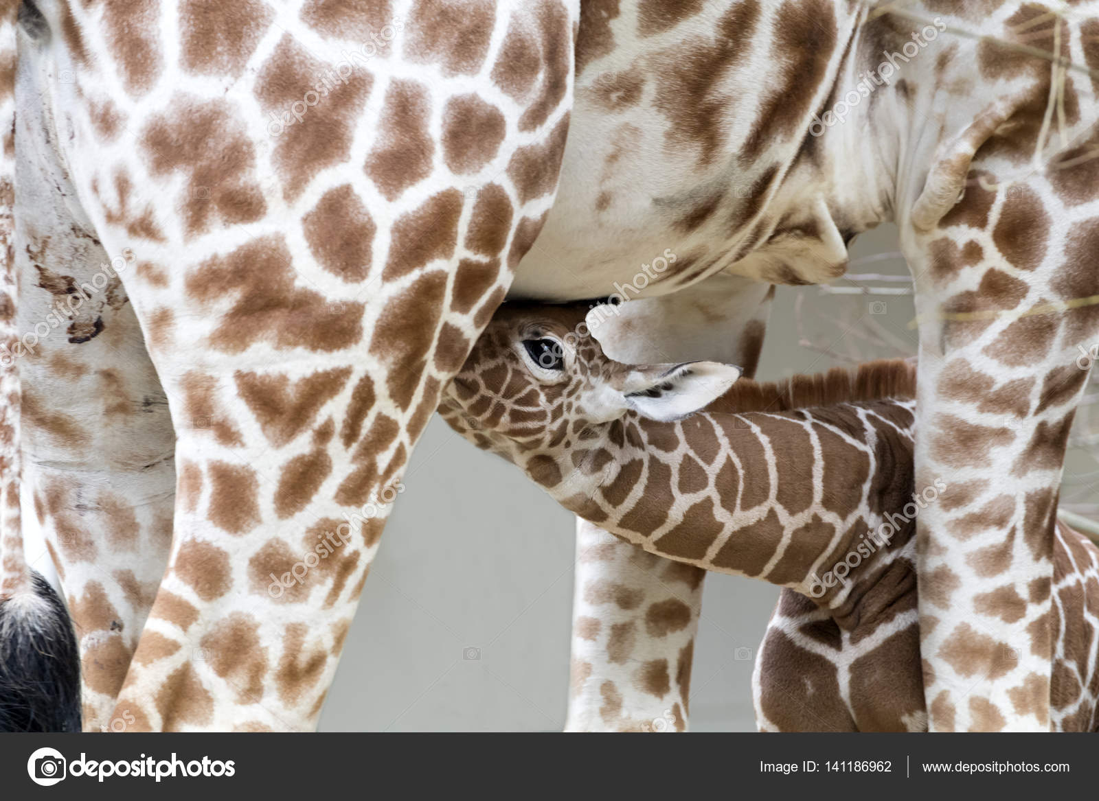 теленок жирафа. размножение жирафов. жирафье молоко. жираф пьет молоко. детеныш жирафа пьет молоко.