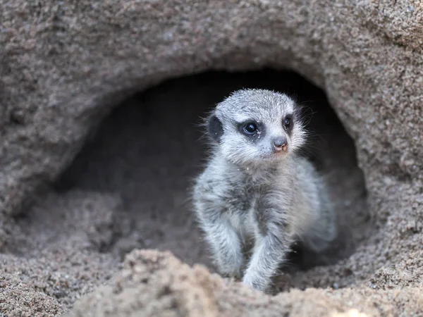 Meerkat en madriguera de tierra —  Fotos de Stock