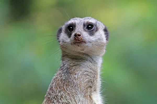 Meerkat in piedi nel parco — Foto Stock