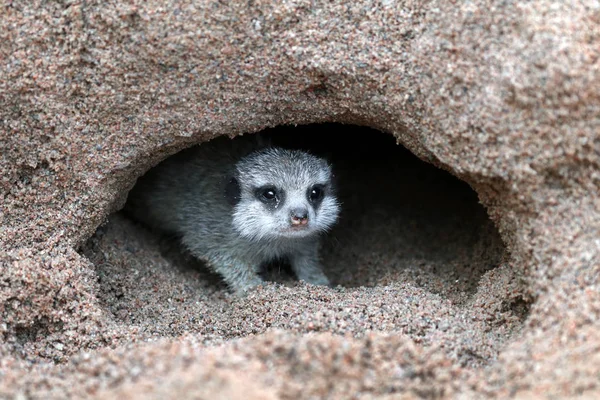 Meerkat en madriguera de tierra —  Fotos de Stock