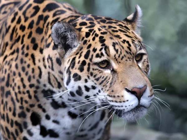 Onça-pintada adulta no zoológico — Fotografia de Stock