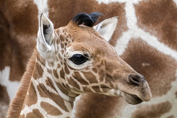 Милий жирафи дитини — стокове фото