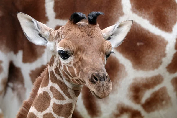 可爱的长颈鹿宝宝 — 图库照片