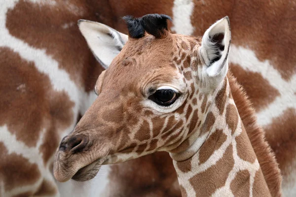 Roztomilý žirafa baby — Stock fotografie