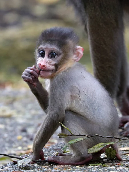 Mandrillo bambino a terra — Foto Stock