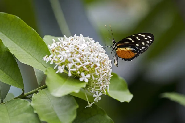 Atalanta beyaz çiçekler üzerinde — Stok fotoğraf