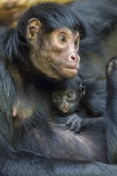 Mono araña con bebé — Foto de Stock