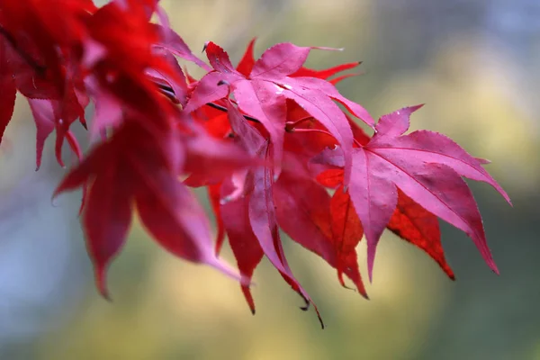 Red autumn leaves — Stock Photo, Image