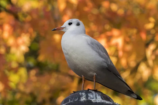 Gull sitting on statue — Stock Photo, Image