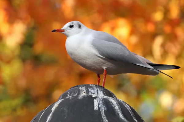 Mouette assise sur la statue — Photo