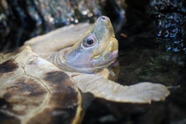 sevimli Batagur borneoensis