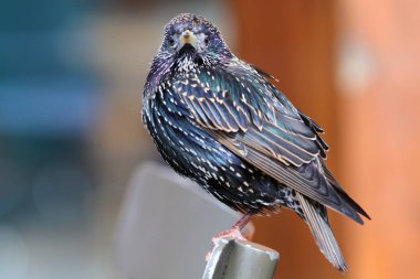 sevimli siyah sığırcık kuşu