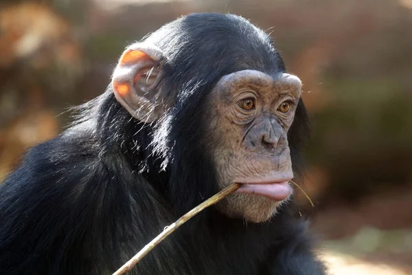 Lindo chimpancé africano — Foto de Stock