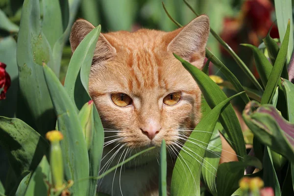 Słodki czerwony kot — Zdjęcie stockowe