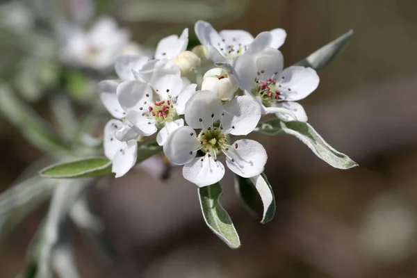Apfelbaum in voller Blüte — Stockfoto