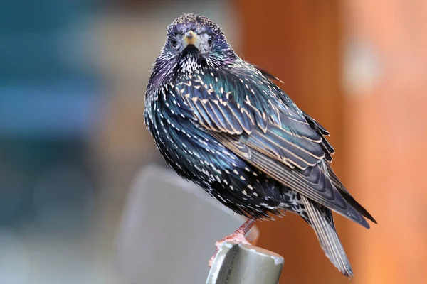 Cute black starling bird — Stock Photo, Image