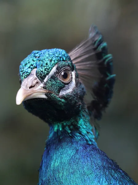 Hermoso pavo real pájaro — Foto de Stock