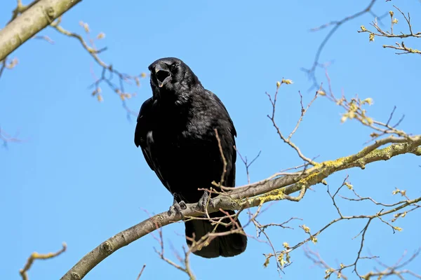 Zwarte kraai op boomtak — Stockfoto