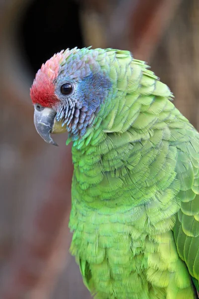 Краснохвостый попугай — стоковое фото