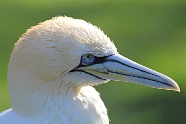 Northern gannet seabird — Stock Photo, Image