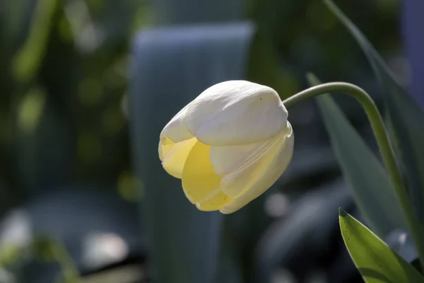 Linda tulipa branca — Fotografia de Stock