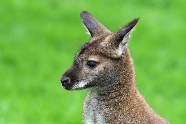 Wallaby dal collo rosso — Foto Stock