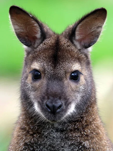 Wallaby de pescoço vermelho — Fotografia de Stock