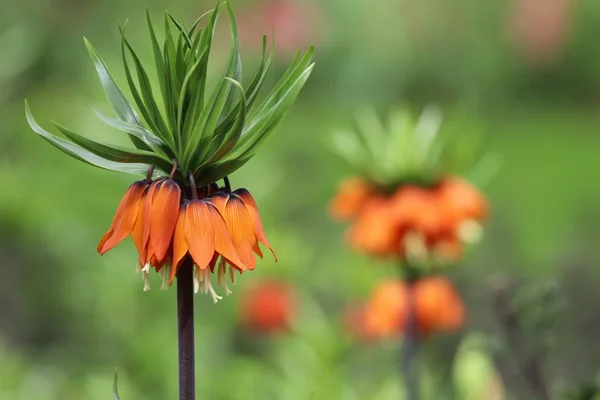 Fritillaria imperialis flowers — Stock Photo, Image