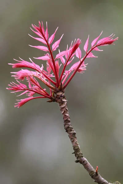 Twig of Toona sinensis 'Flamingo' — Stock Photo, Image