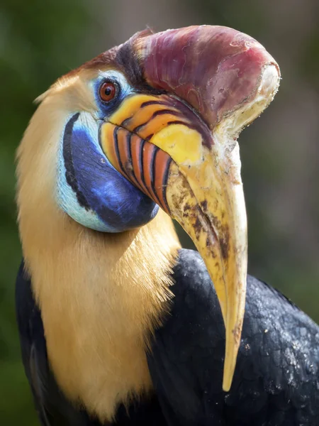 Uccello becco pompato — Foto Stock