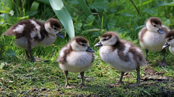 Cute piskląt z egipskich gęsi — Zdjęcie stockowe