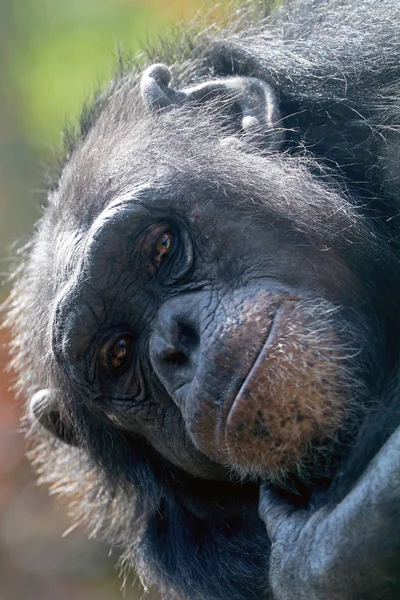 Χαριτωμένο αφρικανική χιμπατζής — Φωτογραφία Αρχείου
