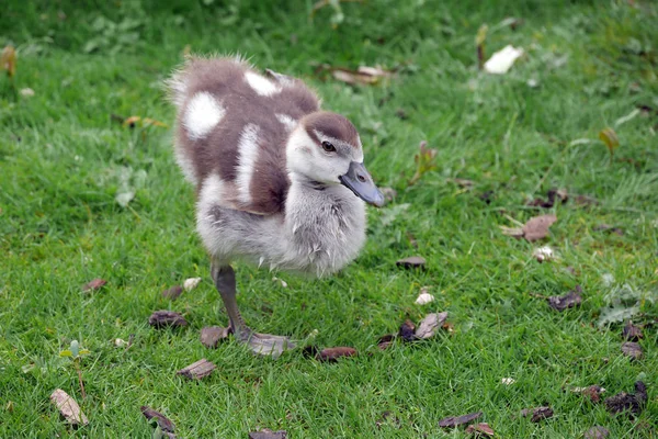 Niedliche ägyptische Gans — Stockfoto