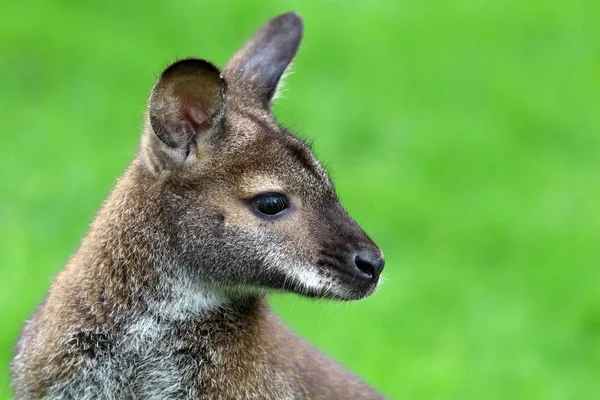 Red-necked wallaby — Stock Photo, Image