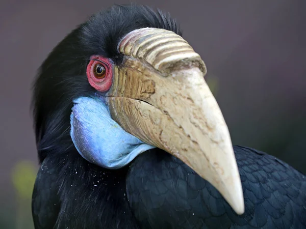 Η στεφανωμένη βουκερώς πουλί — Φωτογραφία Αρχείου